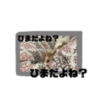 とりにく家 長女 あーずー (日常編)（個別スタンプ：8）