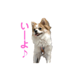 とりにく家 長女 あーずー (日常編)（個別スタンプ：14）