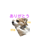 とりにく家 長女 あーずー (日常編)（個別スタンプ：20）