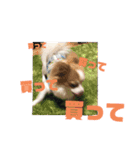 とりにく家 長女 あーずー (日常編)（個別スタンプ：22）