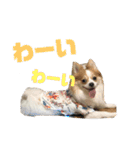 とりにく家 長女 あーずー (日常編)（個別スタンプ：24）
