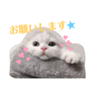 ぶんたとマカロニ2（個別スタンプ：2）
