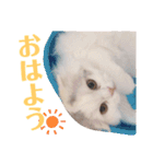 ぶんたとマカロニ2（個別スタンプ：6）