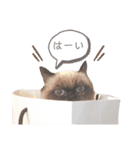ぶんたとマカロニ2（個別スタンプ：7）