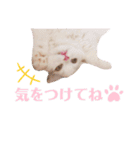 ぶんたとマカロニ2（個別スタンプ：8）