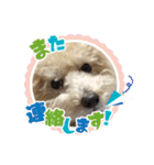 トイプー・ロコのフォトスタンプ2（個別スタンプ：6）
