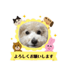 トイプー・ロコのフォトスタンプ2（個別スタンプ：12）