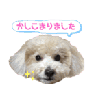 トイプー・ロコのフォトスタンプ2（個別スタンプ：17）