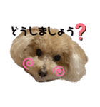 トイプー・ロコのフォトスタンプ2（個別スタンプ：20）