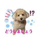 トイプー・ロコのフォトスタンプ2（個別スタンプ：22）
