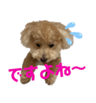 トイプー・ロコのフォトスタンプ2（個別スタンプ：23）