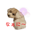 トイプー・ロコのフォトスタンプ2（個別スタンプ：25）