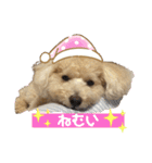 トイプー・ロコのフォトスタンプ2（個別スタンプ：30）