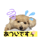 トイプー・ロコのフォトスタンプ2（個別スタンプ：31）