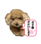 トイプー・ロコのフォトスタンプ2（個別スタンプ：33）