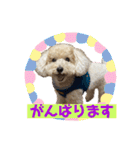 トイプー・ロコのフォトスタンプ2（個別スタンプ：34）