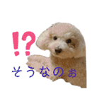 トイプー・ロコのフォトスタンプ2（個別スタンプ：35）