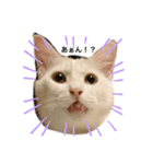 ウチの猫ちゃんたち。（個別スタンプ：1）