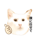 ウチの猫ちゃんたち。（個別スタンプ：2）