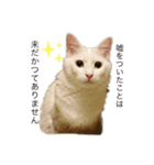 ウチの猫ちゃんたち。（個別スタンプ：3）