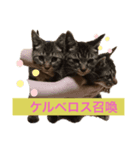 ウチの猫ちゃんたち。（個別スタンプ：7）