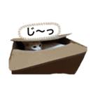 ウチの猫ちゃんたち。（個別スタンプ：8）