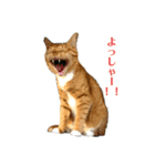 とら☆ひよ（個別スタンプ：1）