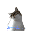 とら☆ひよ（個別スタンプ：2）