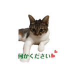 とら☆ひよ（個別スタンプ：4）