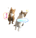 とら☆ひよ（個別スタンプ：5）