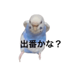 天才的にかわいいぺんさん（個別スタンプ：13）