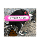 イタグレのもぐ（個別スタンプ：2）
