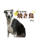 イタグレのもぐ（個別スタンプ：4）