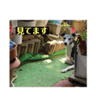 イタグレのもぐ（個別スタンプ：5）