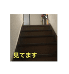 イタグレのもぐ（個別スタンプ：6）