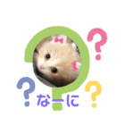 どすこい猫のさくらの日常（個別スタンプ：1）