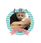 どすこい猫のさくらの日常（個別スタンプ：2）