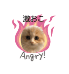 どすこい猫のさくらの日常（個別スタンプ：4）