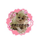 どすこい猫のさくらの日常（個別スタンプ：5）