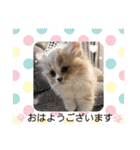 どすこい猫のさくらの日常（個別スタンプ：7）