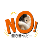 どすこい猫のさくらの日常（個別スタンプ：8）