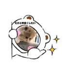 どすこい猫のさくらの日常（個別スタンプ：9）