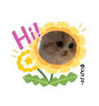 どすこい猫のさくらの日常（個別スタンプ：10）