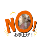 どすこい猫のさくらの日常（個別スタンプ：11）