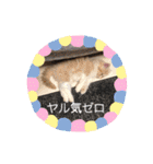どすこい猫のさくらの日常（個別スタンプ：15）