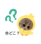 どすこい猫のさくらの日常（個別スタンプ：16）