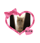 どすこい猫のさくらの日常（個別スタンプ：17）