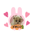 どすこい猫のさくらの日常（個別スタンプ：22）