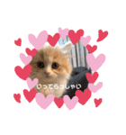 どすこい猫のさくらの日常（個別スタンプ：23）