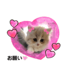 どすこい猫のさくらの日常（個別スタンプ：24）
